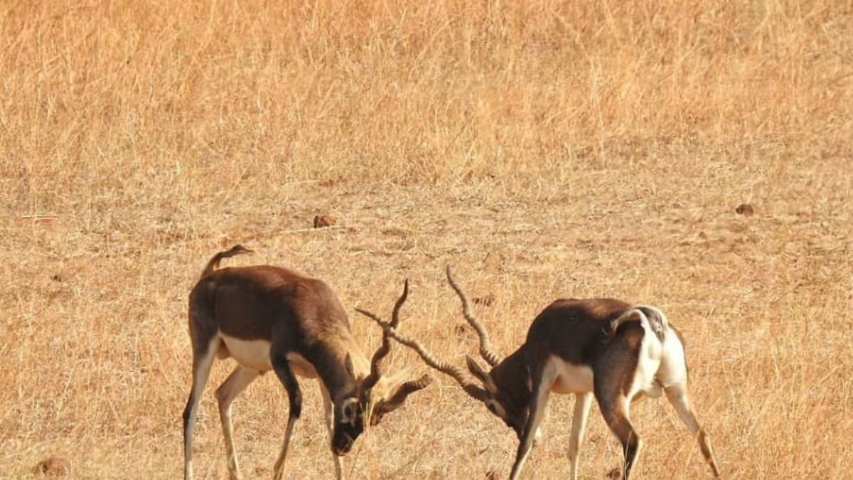 A herd of blackbuck antelope in a golden, grassy sanctuary
