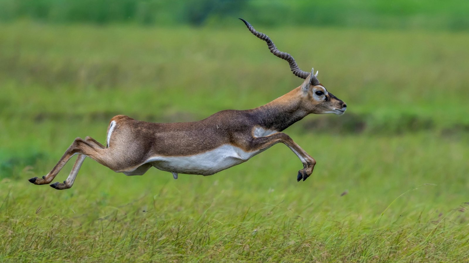 Blackbuck Sanctuary