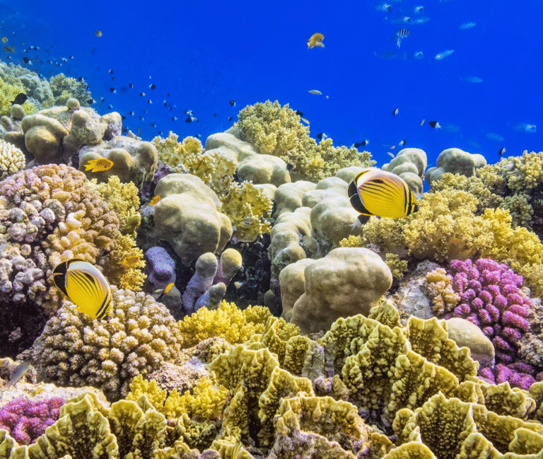 Measuring Ecosystem Health with the IUCN Red List of Ecosystems (RLE)